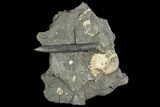 Fossil Belemnite & Ammonites (Pleuroceras) in Rock - Germany #125434-1